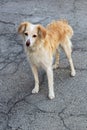 Funny stray dog Ã¢â¬â¹Ã¢â¬â¹on the street Royalty Free Stock Photo